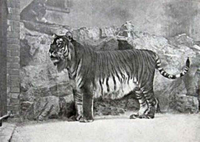 Tigre Persa