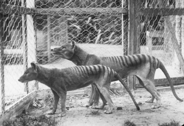 reproduccion del tigre de tasmania