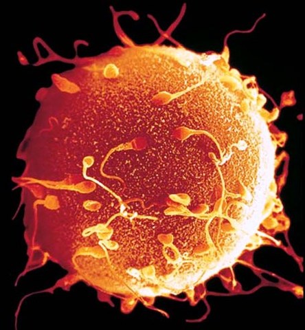 Creación de óvulos.