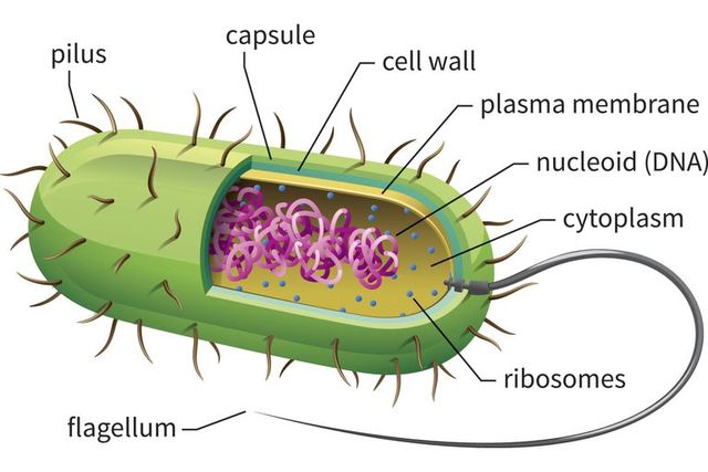 Life appears (Prokaryotic Cells)