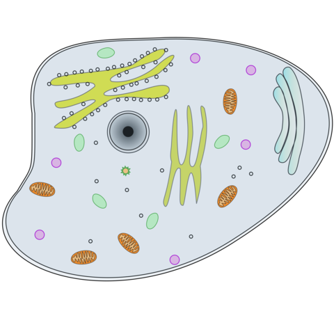 First eukaryotic cells