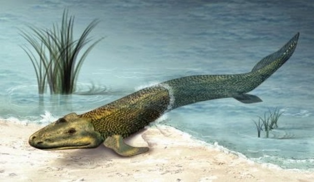 Appearence of the first vertebrates