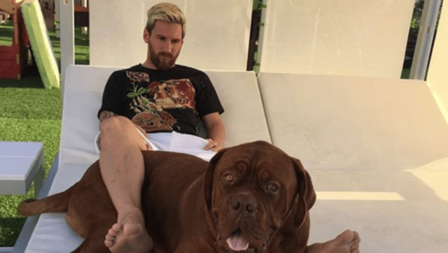 dogo de Burdeos (Hulk)