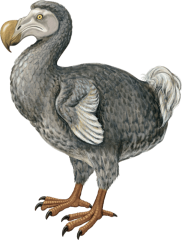 El Dodo