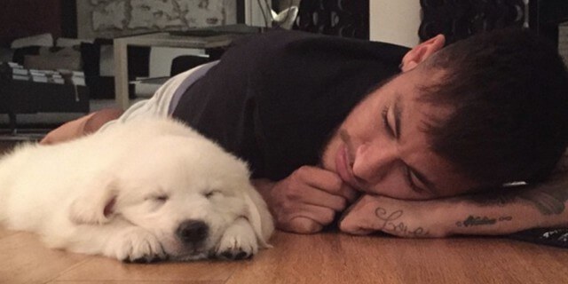 Golden Retriever (Poker.)