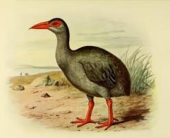 El rascón de Rodríguez