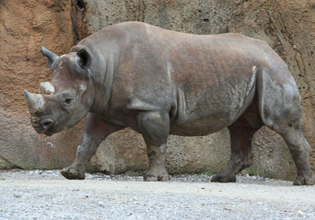 Rinoceronte Negro del áfrica Occidental