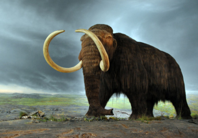 Mamut