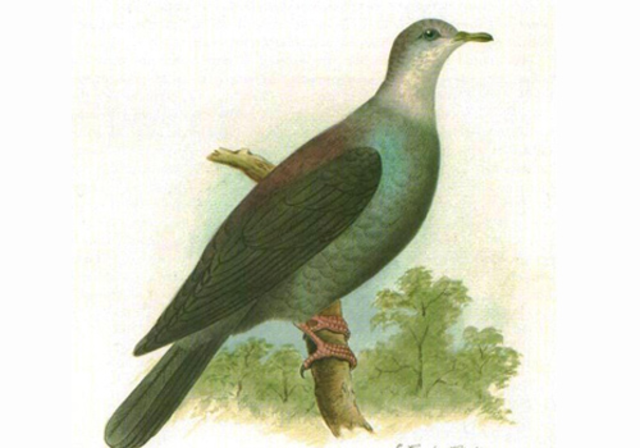 Paloma de Bonin o Columba versicolor