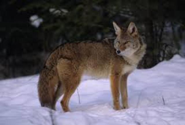 my first coyote
