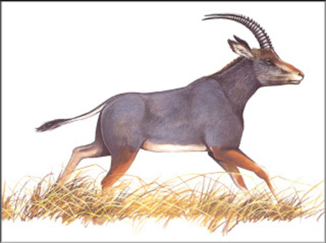 Antilope Azul