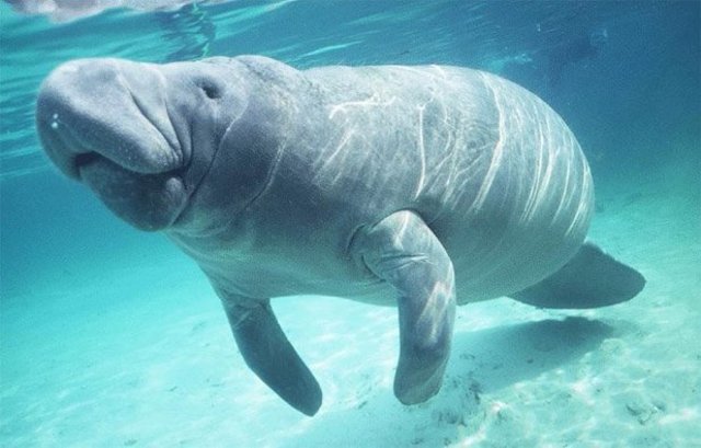 Vaca marina de Steller