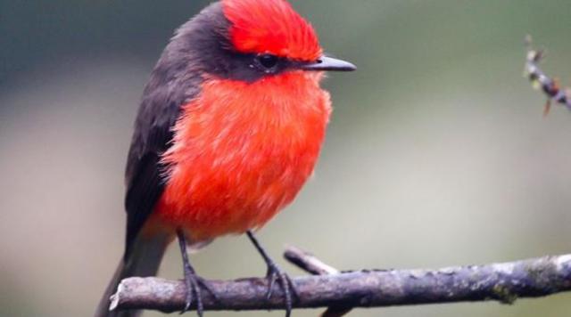 Mosquero bermellón de San Cristóbal