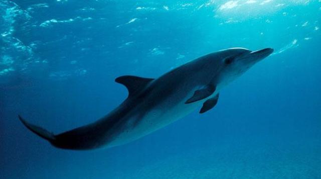 Delfín Baiji o delfín de río chino