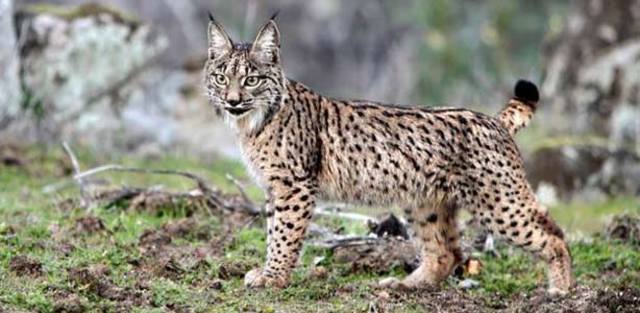 LINCE IBERICO