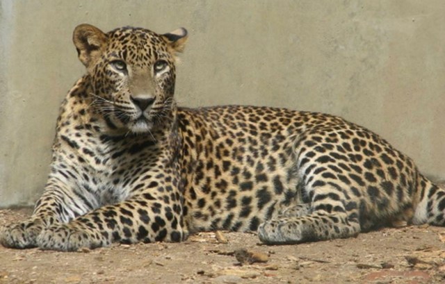 Leopardo de arabia