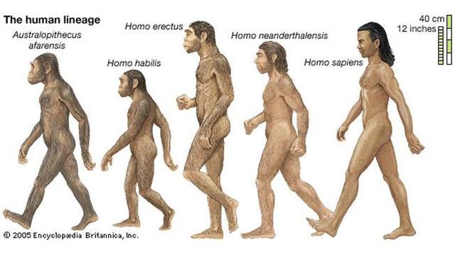 Homo erectus