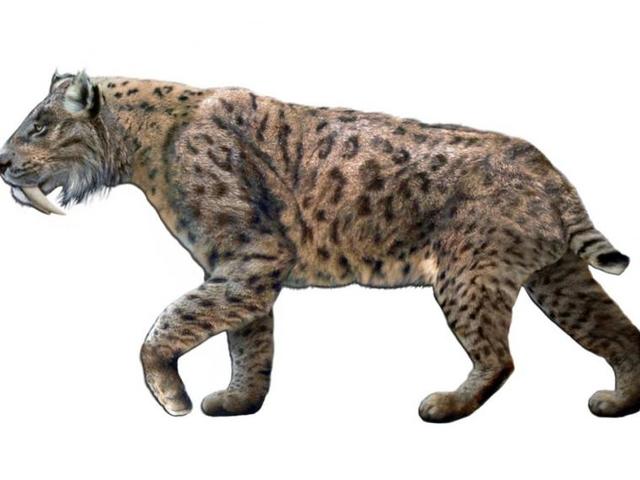 similodon