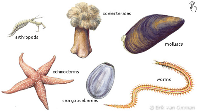 Invertebrates and multicellulars