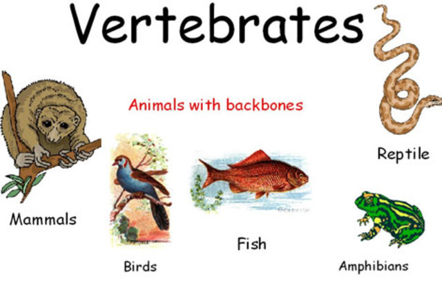 Vertebrates.