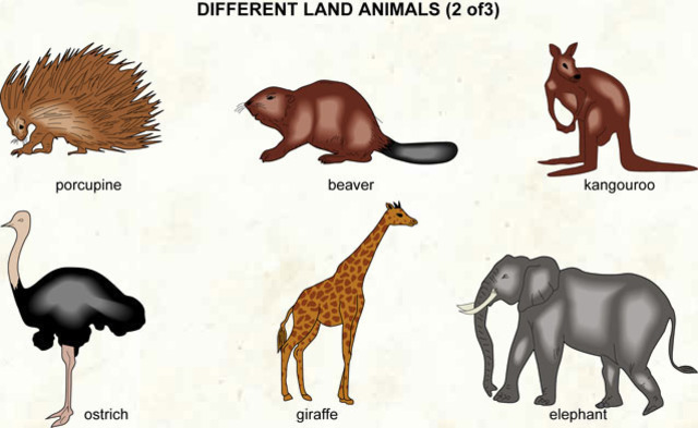 First animals that live in lands.