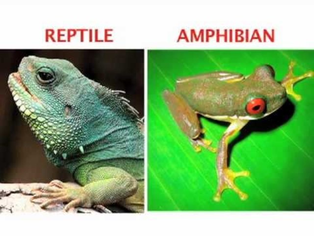 Amphibians and reptiles