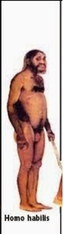 Homo Habilis
