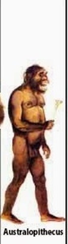 Australopithecus
