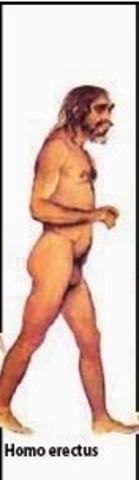 Homo erectus