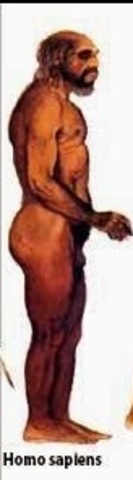 Homo sapiens
