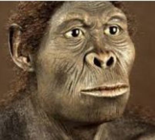 HOMO HABILIS