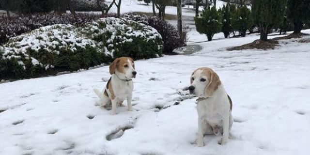 Beagles(Julius y Lennox)