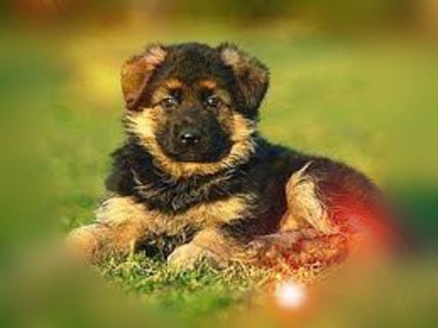 Pastor aleman (Titty)