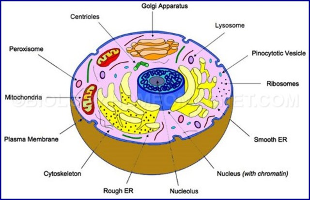 Fisrt eukaryotic cells.