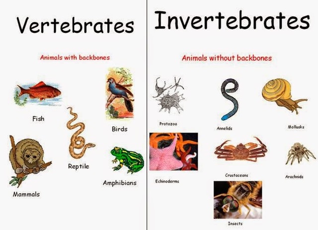 Invertebrates and vertebrates