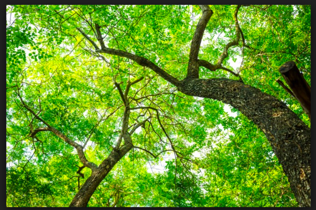 MUSGOS, HELECHOS, PLANTAS