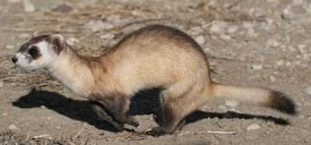 Hurón de patas negras