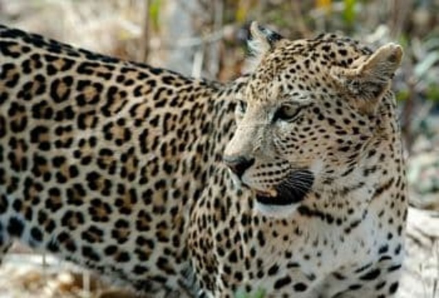 Leopardo del Amur