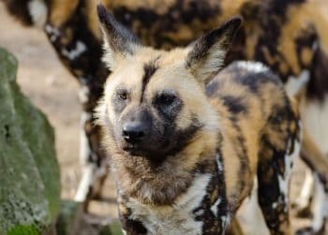 Perro salvaje africano