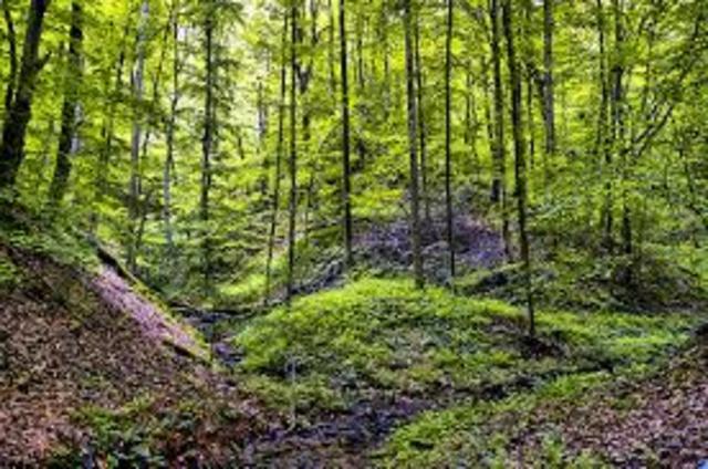 Jamestown & the "Headright Policy"