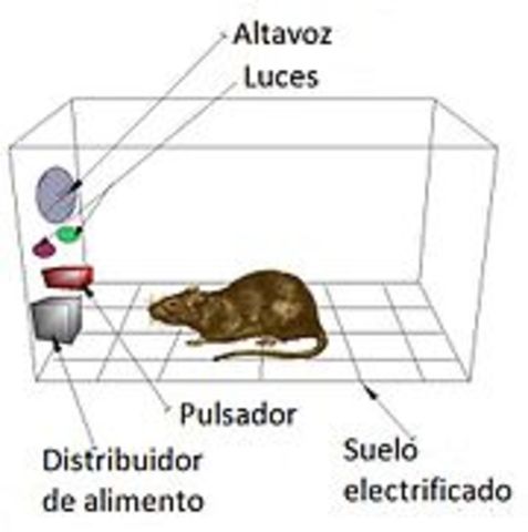 Fue el descubridor del Condicionamiento Operante