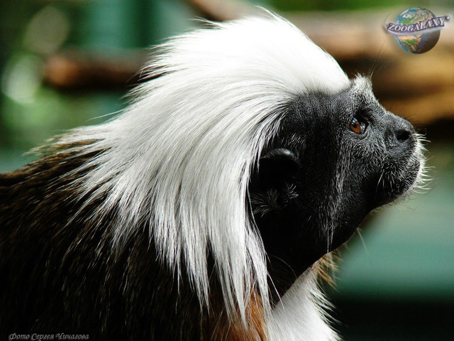 Mono Tití Cabeza Blanca