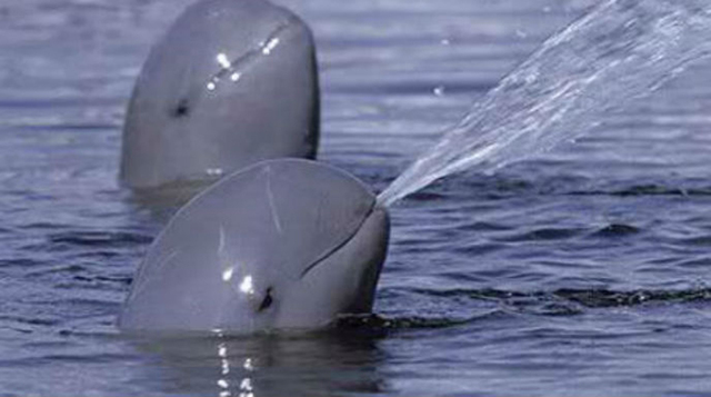 Delfín del río Irrawaddy