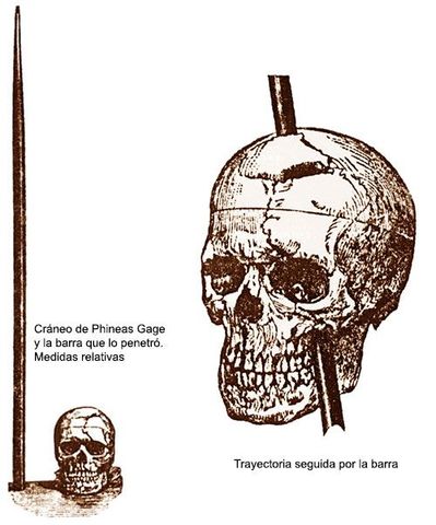 Corteza motora/corteza frontal