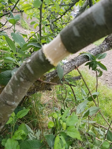 Realizacion de Acodo Aereo en Manzana.