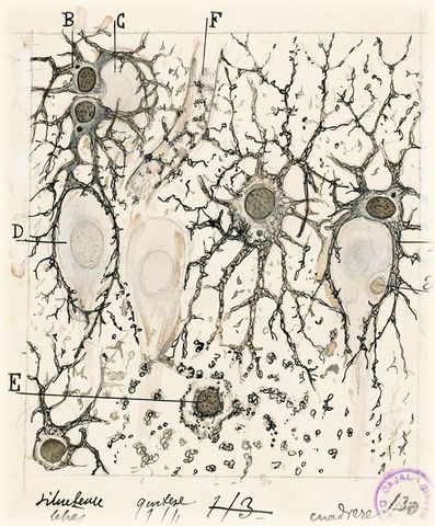 Neuronas