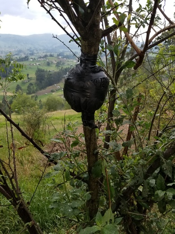 Acodo Aereo en Reina claudia