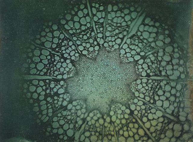 Microscopic Photography