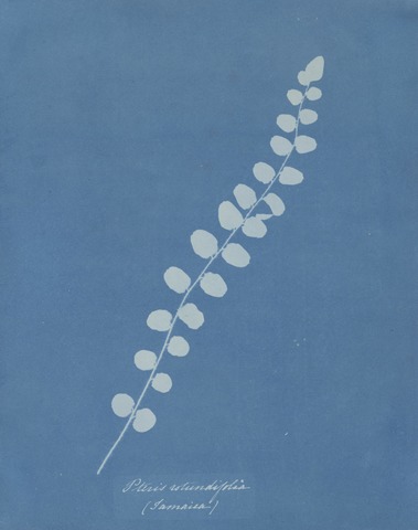 Anna Atkins