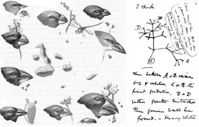 Charles Robert Darwin (2/12/1809 - 4/19/1882)